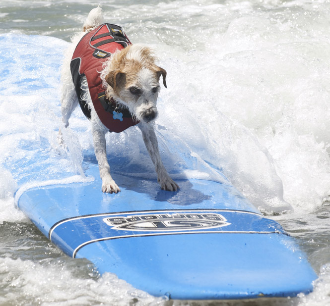 13 dog friendly resorts