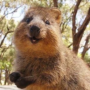 Weird and Wonderful Animals of Australia 